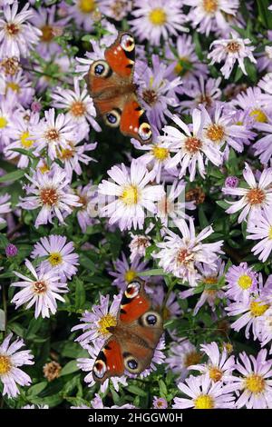 Peacock Butterfly, European Peacock (Inachis io, Nymphalis io, Aglais io), due farfalle Peacock su asters, Germania, Renania settentrionale-Vestfalia Foto Stock