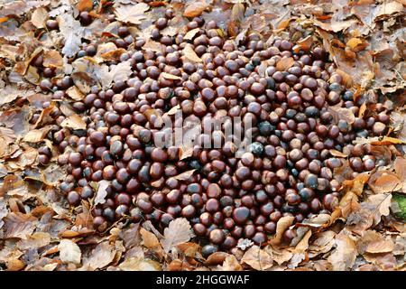 Castagno di cavallo comune (Aesculus hippocastanum), mucchio di castagne di cavallo in foresta per l'alimentazione della fauna selvatica, Germania Foto Stock