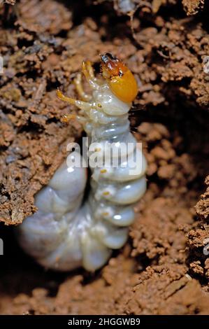 Scarabeo, scarabeo, scarabeo, scarabeo di Dung, Chafer (Scarabaeidae), larva di un scarabeo, Tailandia, Parco Nazionale di Khao Yai Foto Stock