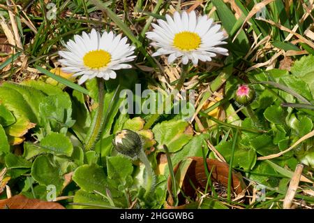 Daisy comune, daisy prato, daisy inglese (Bellis perennis), con teste e boccioli di fiori, Germania, Baviera Foto Stock