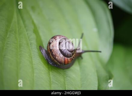 Lumaca nel giardino strisciando su una foglia verde di pianta hosta. Foto Stock