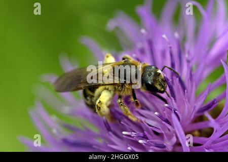 Ape di miele, ape di alveare (Apis mellifera mellifera), raccoglie polline su un fiore di centaurea, Germania, Brandeburgo Foto Stock