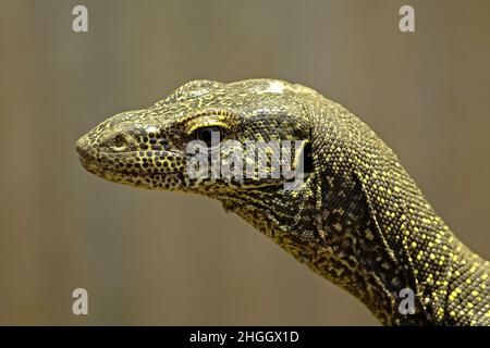 Monitor con coda blu, monitor con coda blu, monitor Kalabeck (Varanus doreanus), ritratto Foto Stock