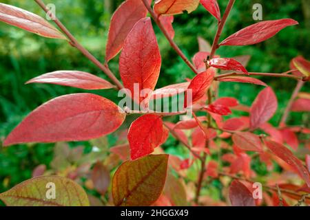 Mirtillo nana, mirtillo, mirtillo, mirtillo, basso billberry (Vaccinium myrtillus), rosso foglie di autunno di un mirtillo, Germania, Nord Foto Stock