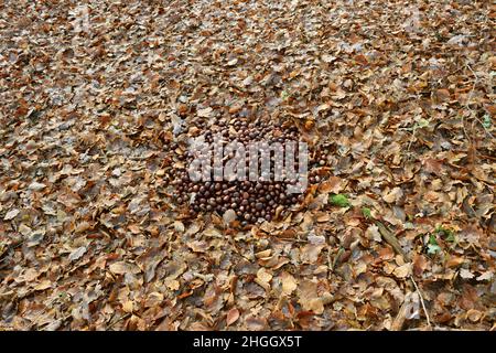 Castagno di cavallo comune (Aesculus hippocastanum), mucchio di castagne di cavallo in foresta per l'alimentazione della fauna selvatica, Germania Foto Stock