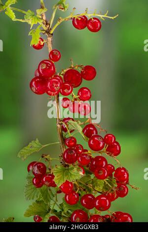 Ribes rosso settentrionale (Ribes rubrum), con bacche mature, Germania, Baviera Foto Stock