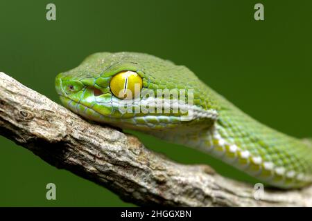 Kramer's Pit Viper, pitviper dal grande occhio, Dark Green Pit Vipe (Trimeresurus macrops, Cryptelytrops macrops), ritratto, Thailandia, Khao Yai National Foto Stock