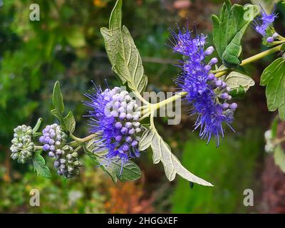 Blue Beard, Blue Spiraea (Caryopteris x clandonensis, Caryopteris clandonensis), ramo fiorente, Germania Foto Stock