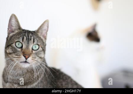 Gatto in posa per una foto Foto Stock