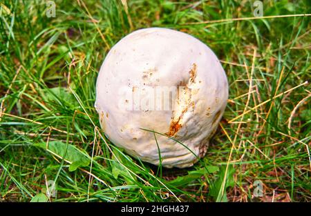 Bovista gigante commestibile (Calvatia gigantea) su un prato verde. Foto Stock