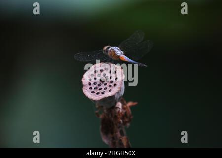 Libellule nel parco di ho Chi Minh City Foto Stock