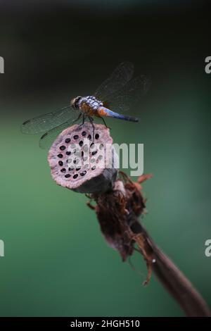 Libellule nel parco di ho Chi Minh City Foto Stock