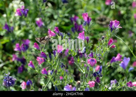 La Y Argento - Autograpa gamma bere il nettare su un prato di fiori seminato tra raccolti in un paesaggio agricolo. Foto Stock