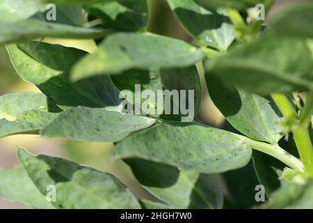 La larva del fasciame - Empoasca sulle foglie di fave. Questi sono pesti di raccolto che succhiano linfa di pianta. Foto Stock