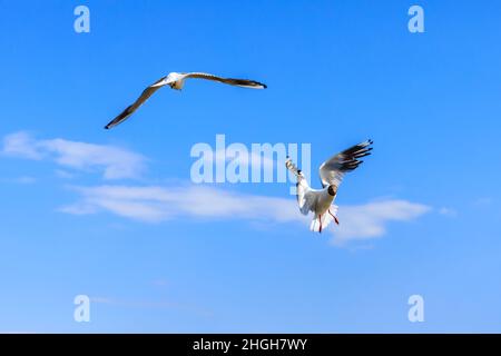 Due gabbiano a testa nera che volano nel cielo blu. Foto Stock