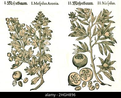 Mispel, Mespilus germanica, Echte Mispel oder Gemeine Mispel, Mespelbaum / Medlar, Mespilus germanica, loquat o comune nespel albero, Historiisch, storico, digitale riproduzione migliorata di un'opera d'arte originale del tempo / digitale restaurierte Reproduktion einer Originalgennaldatum aus Zehnalignage Foto Stock