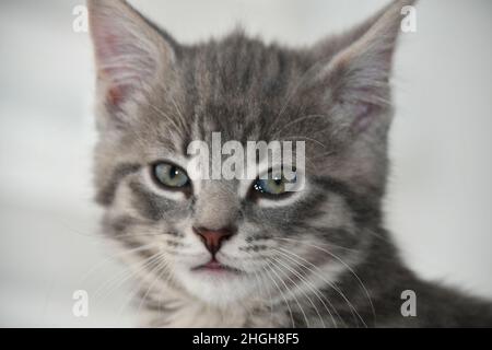 Una bella, carina, soffice, grigio chiaro, grigio, Gattino tabby, gatto domestico, Felis catus Foto Stock