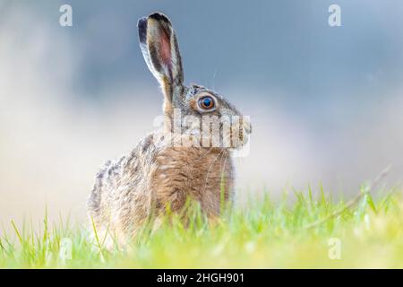 Primo piano di una lepre europea selvaggia, lepus europaeus, seduta in erba durante la primavera Foto Stock
