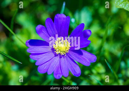 Blanda anemone, anemone balcanico, fiore a vento greco o fiore a vento invernale. Un erbaceo perenne erbaceo con fiori viola blu Foto Stock