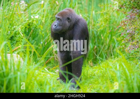 Primo piano di un Gorilla che cammina attraverso l'erba alta in un prato Foto Stock