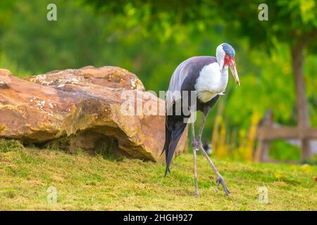 Primo piano di una gru wattled, grus carunculata, uccello foraging in un prato verde Foto Stock