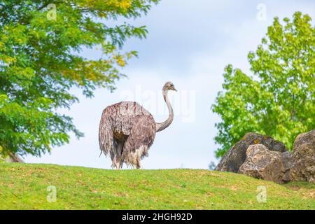 Ritratto di un uccello ostrich, struthio camelus, in un paesaggio con erba e alberi Foto Stock