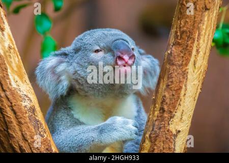 Primo piano di un koala, fascolarctos cinereus, che riposa in un albero Foto Stock