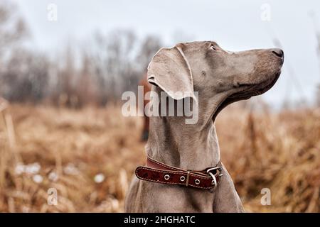 Bel cane grigio di razza Weimaraner in piedi nel giorno d'autunno, guardando di lato. Grandi allevamenti di cani per la caccia. Weimaraner è un cane da pistola universale. ANI Foto Stock