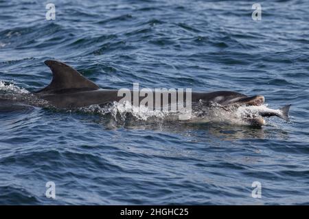 Un delfino Bottlenose residente cattura un salmone Atlantico selvaggio migrante vicino alla costa dell'Isola Nera, Moray Firth, Scozia e lo inghiottisce. Foto Stock