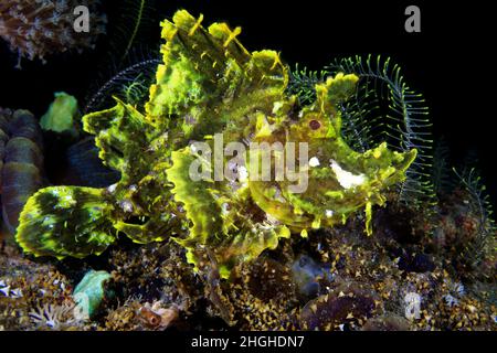 Rhinopia Scorpion fish, Frontosa o Eschmeyeri, Filippine, Foto Stock