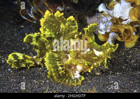 Rhinopia Scorpion fish, Frontosa o Eschmeyeri, Filippine, Foto Stock