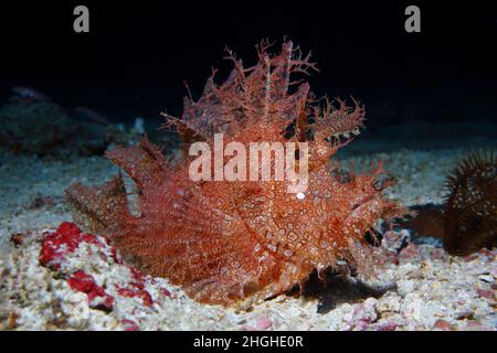 Rhinopia Scorpion fish, Frontosa o Eschmeyeri, Filippine, Foto Stock