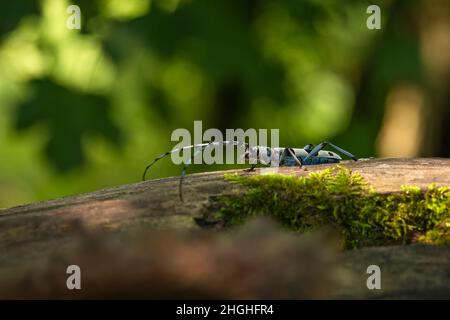 Primo piano immagine del Longicorno alpino, un coleottero blu con macchie nere, seduto all'ombra di foglie su un tronco di albero coperto di muschio. Foto Stock