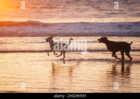Due cani che giocano in spiaggia al tramonto a Cadice Foto Stock