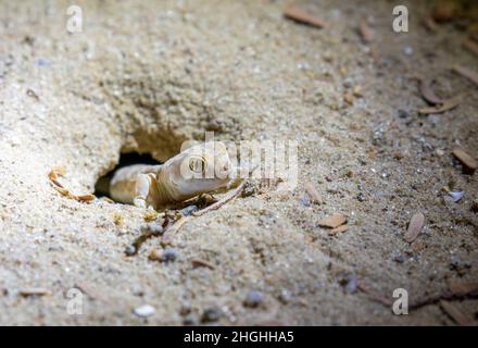 Barking Gecko nel Kgalagadi Foto Stock