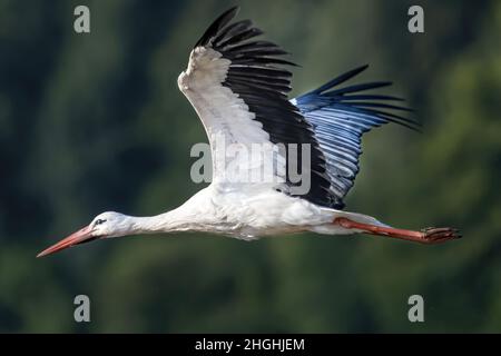 Cigognes en vol et nid en baie de Somme Foto Stock