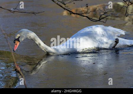 Mute cigno (Sygnus olor) che si infrangono attraverso il ghiaccio sul lago grande uccello selvatico bianco paludoso. Punta e base color arancione con manico lungo Foto Stock