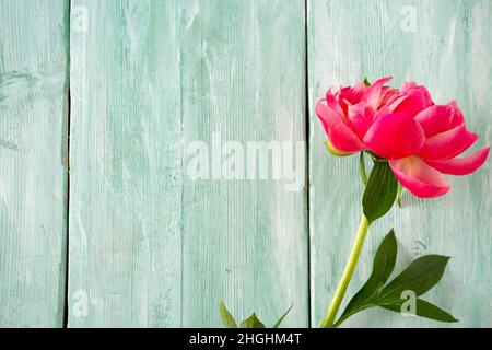 belle peonie su superficie di legno Foto Stock