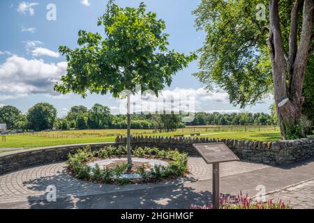 Il Queen's Tree, piantato a Luss nel settembre 2005, commemora che la Regina diventa il più lungo monarca regnante della storia britannica. Foto Stock