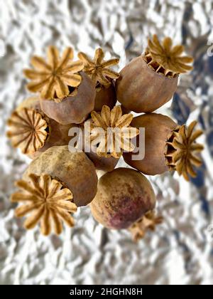 Baccelli secchi di seme di papavero riuniti Foto Stock