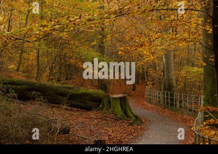 Colori autunnali a Linn Park, Glasgow Foto Stock