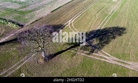 Una vista aerea stagionale invernale di un albero e della sua ombra, in un campo in Coldblow Farm, Ripple, Kent Foto Stock