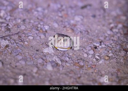 Barking Gecko, Kgalagadi Foto Stock