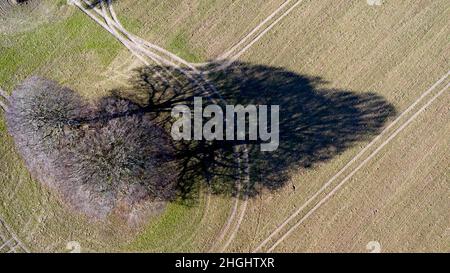 Una vista aerea stagionale invernale di un albero e della sua ombra, in un campo in Coldblow Farm, Ripple, Kent Foto Stock