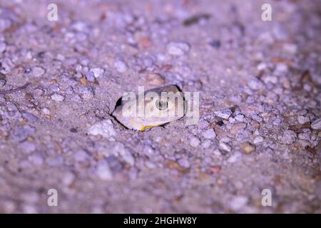 Barking Gecko, Kgalagadi Foto Stock