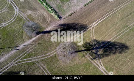 Una vista aerea stagionale invernale di due alberi e delle loro ombre, in un campo di Coldblow Farm, Ripple, Kent Foto Stock