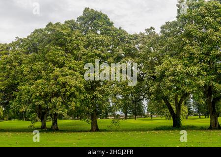 Kukui Trees (Aleurites moluccana) al Princeville Makai Golf Club sull'Isola Hawaiiana di Kauai, Hawaii, USA. Foto Stock