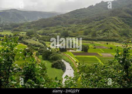 Panoramica del rifugio faunistico della Valle di Hanalei con campi di Taro e kayak sul fiume Hanalei sull'Isola Hawaiiana di Kauai, Hawaii, USA. Foto Stock