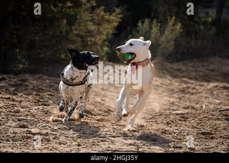 Due cani femmina che giocano con un giocattolo nel parco che corre nella sabbia Foto Stock