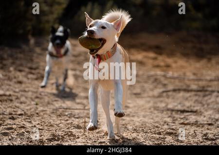 Due cani femmina che giocano con un giocattolo nel parco che corre nella sabbia Foto Stock